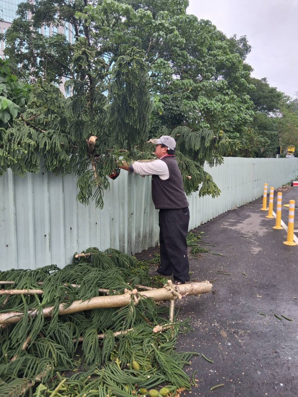 停車場樹木修剪